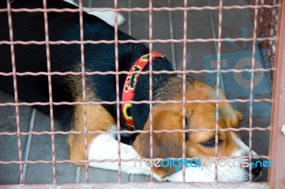 Dog Cage Stock Photo