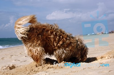 Dog Digging Stock Photo