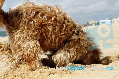 Dog Digging Stock Photo