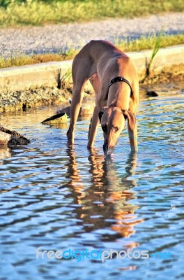 Dog Drinking In The Lake Stock Photo