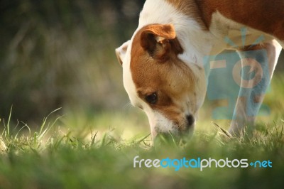 Dog From Groun Stock Photo