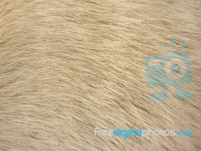 Dog Fur Texture Stock Photo