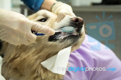 Dog Getting Teeth Brushed Stock Photo