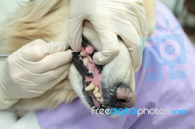 Dog Getting Teeth Cleaned Stock Photo