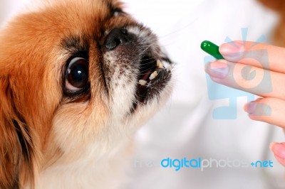 Dog Healthcare Stock Photo