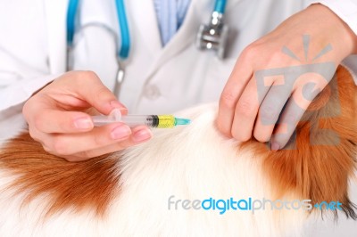 Dog Healthcare Stock Photo