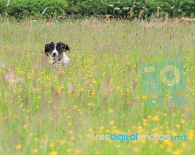 Dog In The Long Grass Stock Photo