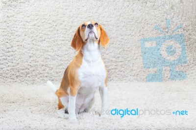 Dog Is Sitting On The Carpet Stock Photo