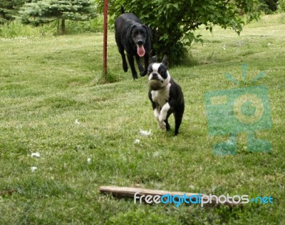 Dog Jump Stock Photo