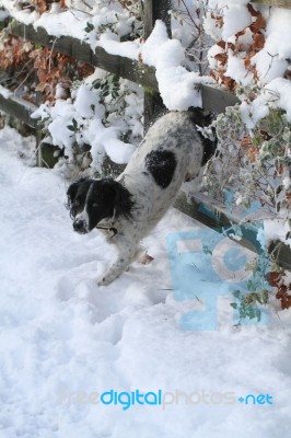 Dog Jumping Through A Fence Stock Photo