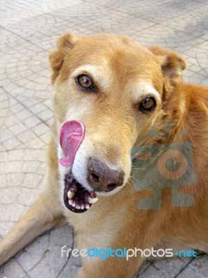 Dog Licking Stock Photo