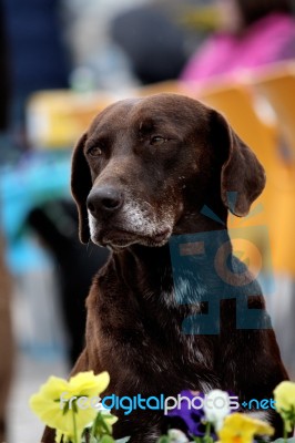 Dog Looking Stock Photo