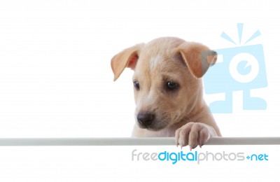 Dog Looking Behind An Empty Board Stock Photo