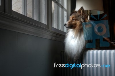 Dog Looking Through Window Stock Photo