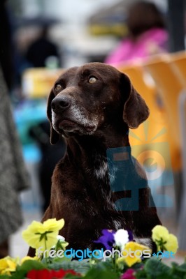 Dog Looking Up Stock Photo