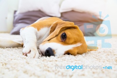 Dog Lying On Soft Carpet After Training Stock Photo