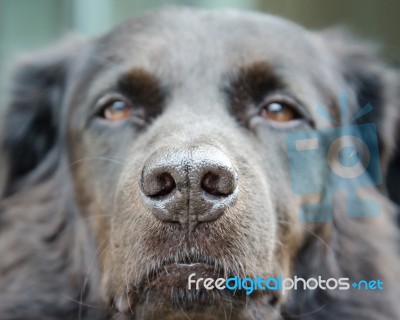 Dog Nose Stock Photo