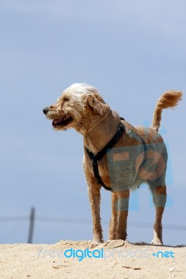 Dog On Beach Stock Photo