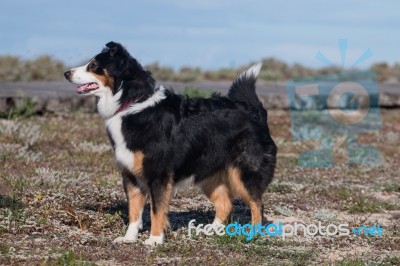 Dog On The Beach Stock Photo