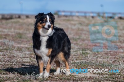 Dog On The Beach Stock Photo