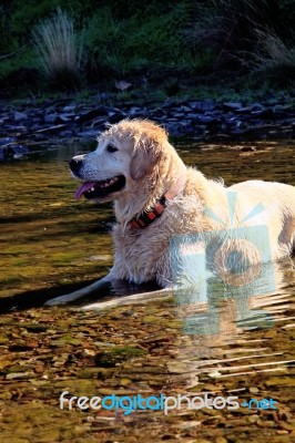 Dog On The River Stock Photo