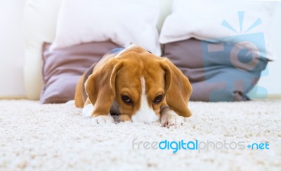 Dog On White Fluffy Carpet At Home Stock Photo