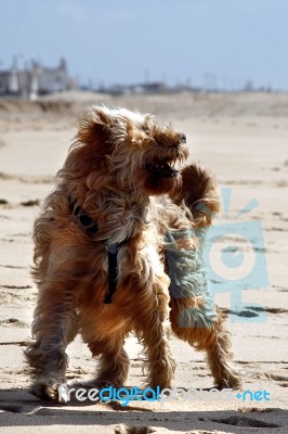 Dog Playing On The Beach Stock Photo