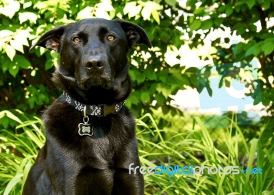 Dog Posing Stock Photo