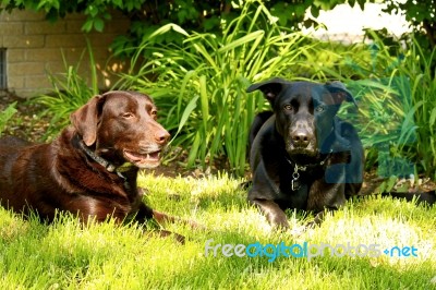 Dog Posing Stock Photo