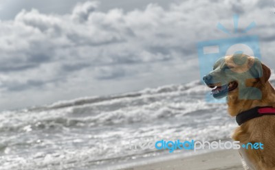 Dog Relaxed On The Beach Stock Photo