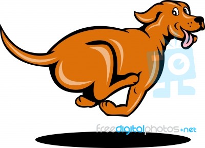 Dog Running Stock Image