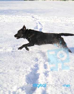 Dog Running In The Snow Stock Photo