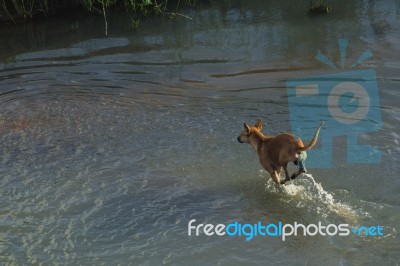 Dog Running Through Water Stock Photo