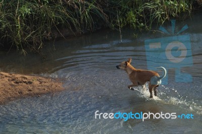 Dog Running Through Water Onto Dry Land Stock Photo