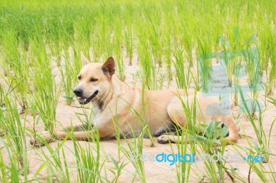 Dog Sitting On Rice Field Stock Photo