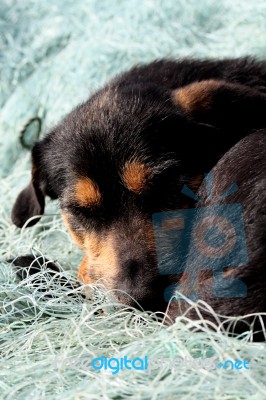 Dog Sleeping Stock Photo