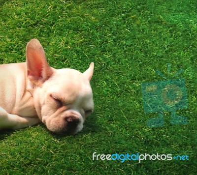 Dog Sleeping On Green Grass Stock Photo