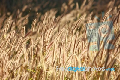 Dog Tail Grass Stock Photo