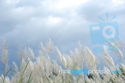 Dog Tail Reed In Nature Stock Photo