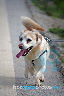 Dog Tongue Out Stock Photo