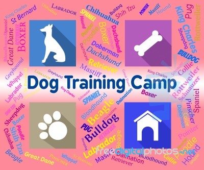 Dog Training Camp Indicates Group Trained And Coaching Stock Image