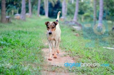 Dog Walking At Farm Stock Photo