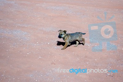 Dog Wandering In Monument Valley Stock Photo