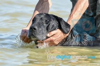 Dog Washes In The Sea Stock Photo