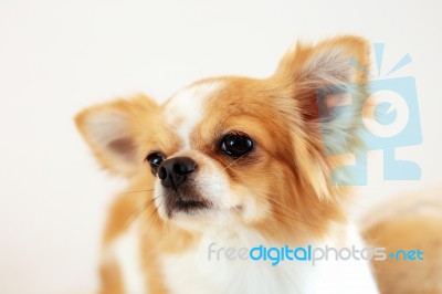 Dog With A White Background Stock Photo