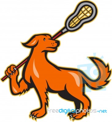 Dog With Lacrosse Stick Side View Stock Image