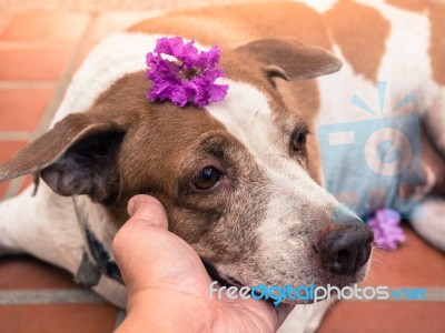 Dog With Purple Flower Stock Photo