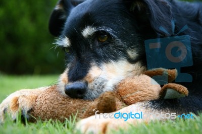 Dog With Toy Stock Photo