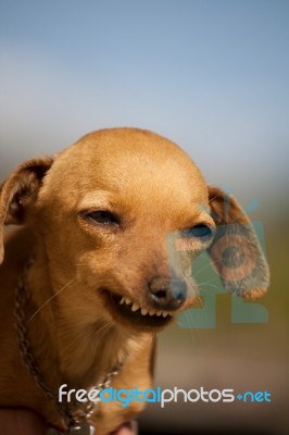 Dog With Weird Smile Stock Photo