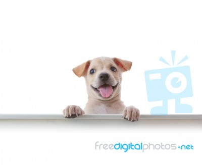 Dog With White Board Stock Photo